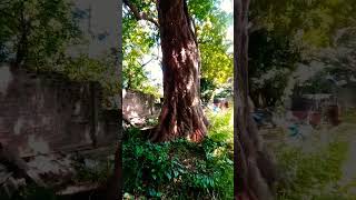 madhuca longifolia  mee tree  fruite ghrworld tree fruits music shorts [upl. by Lindie466]