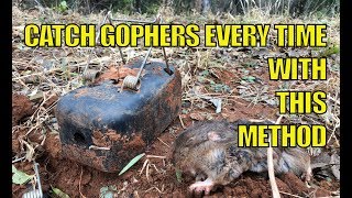 How to Catch Gophers Every Time gopher gophertrap [upl. by Amandie176]