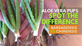 How To Grow Aloe vera From Leaf Cutting  Ar2 Garden  Aloe vera Plant Propagating [upl. by Chickie473]