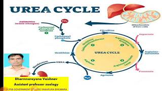 ornithine cycle [upl. by Bergh]