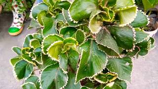 Acalypha plant care and grow tips [upl. by Colleen]