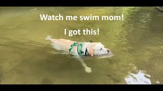 Lily the Dog goes swimming on our hike ditched mommy and daddy amp gets mini zoomies [upl. by Juni419]