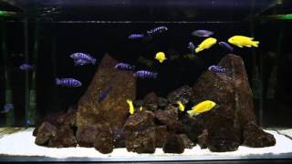 Pseudotropheus demasoni and Labidochromis caeruleus  African Cichlids  Malawi  Breeding Aquarium [upl. by Erotavlas805]