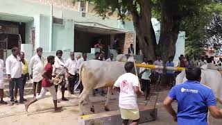 bullrace poleramma Festival 08082024 3 [upl. by Elston791]