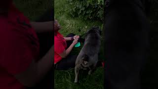 Cane Corso vs My Mom amp a wild rabit [upl. by Casey]