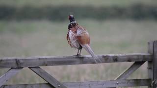 Pheasant call [upl. by Dalli]