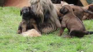 Briard puppies 5 weeks [upl. by Ardied]