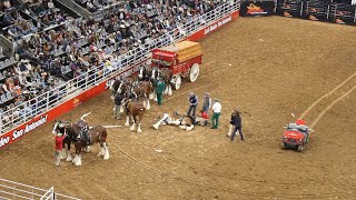 Budweiser Wagon Accident at the SA Rodeo 2023 [upl. by Isnan465]