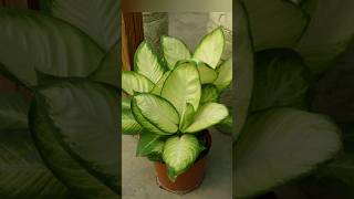 types of dieffenbachia plant for balcony viral plants garden balconygarden homedecor shorts [upl. by Monie600]