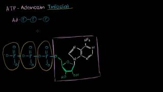 ATP Adenozin Trifosfat Biyoloji  Biyomoleküller [upl. by Enytsirk771]