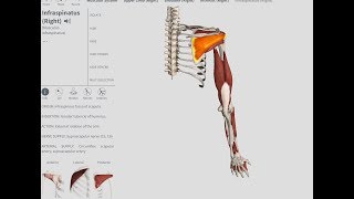 ONE OF THE MOST COMMONLY TORN ROTATOR CUFF MUSCLES The Infraspinatus  OBTS [upl. by Adolpho]