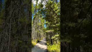 Spruce Bog Trail  Algonquin [upl. by Gemina758]