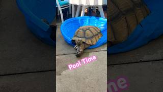 Staying in the pool during this heatwavepoolparty poolside tortoise sulcata turtle dogs pets [upl. by Nedrud]