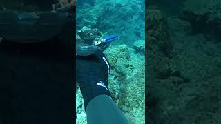 naxos fishing spearfishing meandros b32 parrotfishes ψαροντούφεκο nature adventure hobby [upl. by Packer]