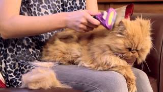 FURminator for Cats Video [upl. by Baldwin]