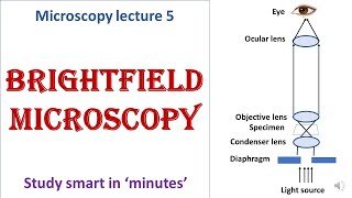 Bright field microscope  working principle  Advantages disadvantages  Microscopy lecture 5 [upl. by Vitale]