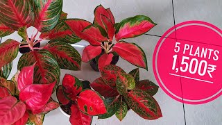 aglaonema combo plants available [upl. by Repsac]