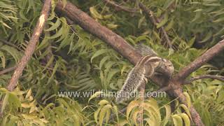 Gilheri or squirrel couple nibbling at Neem and Persian Lilac tree branches in winter [upl. by Nahsin]