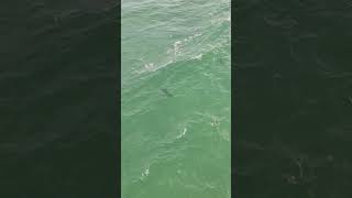 Pensacola Beach Sharks pensacolabeach fishing subscribe [upl. by Nitram381]