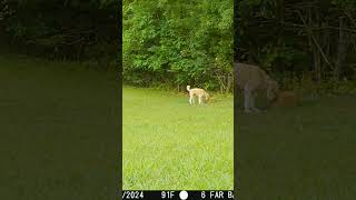 05 22 24 659 01pm Neighbors dog Ruby runs near the mineral block in the back field wildlife [upl. by Kcirreg306]