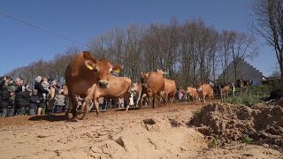 Organic cows run towards open fields after a winter spent in the cowshed in Denmark [upl. by Donia295]