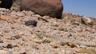 Desert Iguana 2017 4K UHD [upl. by Hcelemile]