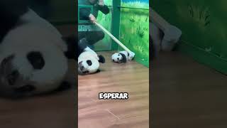 ¡El Cuidado Secreto del Panda Bebé Cuando la Mamá No Mira 😲👀 shorts [upl. by Tingey942]