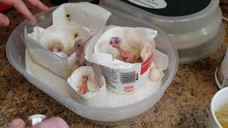 Hand feeding baby cockatiels from 2 hours old to 2 weeks old [upl. by Vassell]