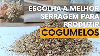 Escolhendo a melhor serragem para a produção de cogumelos comestíveis e medicinais [upl. by Ihteerp]