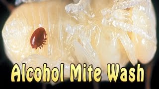 Alcohol Mite Wash Varroa Mite Count [upl. by Marijn174]