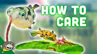 How to Care for Dwarf Puffer Fish [upl. by Aelem]