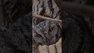 Owl Sounds  Screech owl 🩶 [upl. by Skyla]