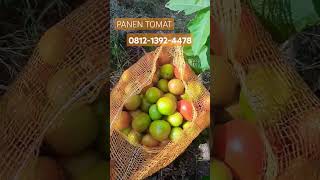 Panen Tomat  Harga Tomat Termurah  081213924478 [upl. by Dnaleel]