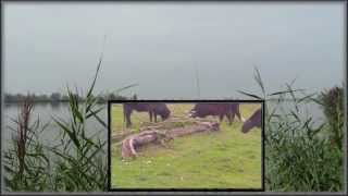 OOSTVAARDERSPLASSEN 2014 in the Netherlands [upl. by Horsey]