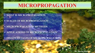 Micropropagation  Its methods stages applications and disadvantages  Clonal propagation [upl. by Crispas268]