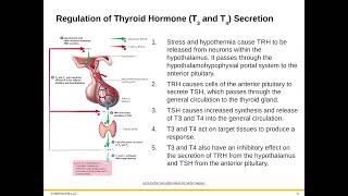 Bio 222 Module 1 183 Thyroid Gland [upl. by Noizneb]