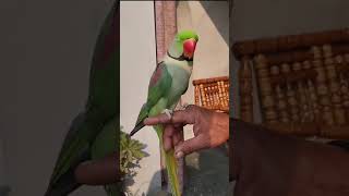 Alexandrine parakeet Parrot  Ringneck Talking Parrot [upl. by Dana]