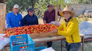 Invernadero de TOMATE  Variedad Cid y Tomate Aguamiel  80 TONELADAS por corte [upl. by Nonnah964]