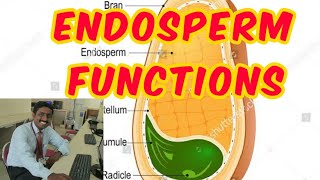 ENDOSPERM FUNCTIONS  TAMIL EXPLANATION  கருவூண் திசு பணிகள் [upl. by Ttegirb]