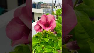 How to grow Allamanda plant shorts terracegarden floweringplant treanding [upl. by Irod642]