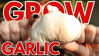 Unlock The Secrets To GIANT Garlic Bulbs [upl. by Martelle]