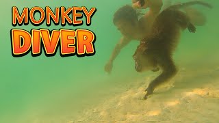 Diving with a Wild Monkey  CrabEating Macaque swimming [upl. by Eneirda921]