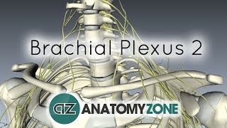 Brachial Plexus  Structure and Location  3D Anatomy Tutorial [upl. by Eihtak]