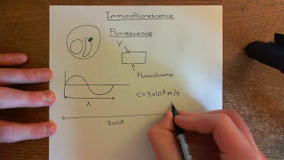 Introduction to Immunofluorescence Part 1 [upl. by Einahpts827]