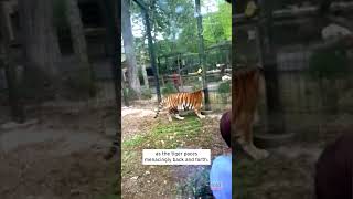 Woman Climbs Over Zoo Fence to Touch Tiger shorts [upl. by Aiclef]