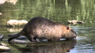 Nutria Coypu and fish Pesca along the Bisenzio River Prato Italy [upl. by Ennayehc]