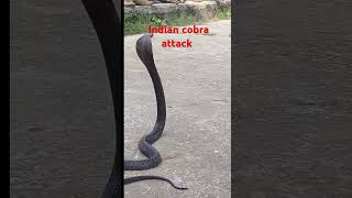 Expert Cobra Rescue in India 🇮🇳 Spitting Cobra Removal Services ProtectionSnake [upl. by Hatty]