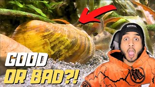 Should You Keep Freshwater Clams in Your Aquarium [upl. by Kalman]