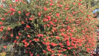 Callistemon citrinus  Lemon BottleBrush [upl. by Weidman]