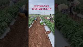 Capsicum Harvesting  Good Fruit setting indianfarmer farming villagelife biharagriculture [upl. by Fineberg108]